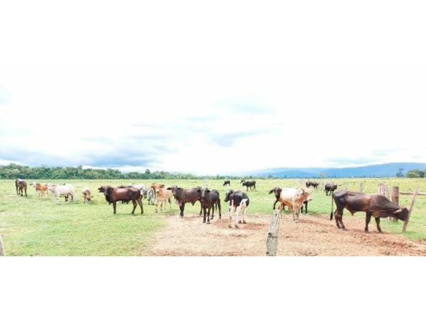 Foto 4 de 10: Area Rural em leilão em Vila Bela Da Santíssima Trindade - MT — Fazenda à venda em leilão