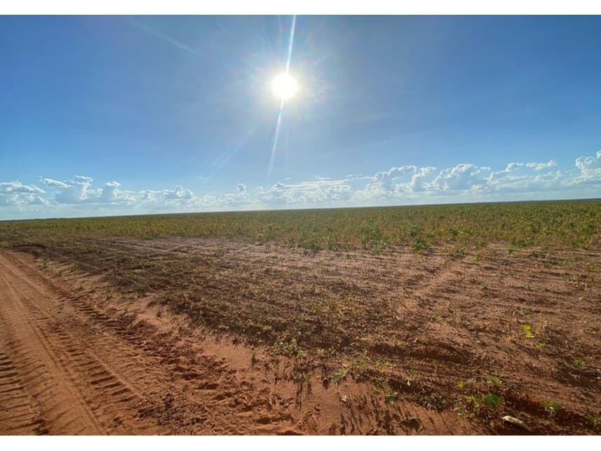 Foto 2 de 12: Area Rural em leilão em Nova Ubiratã - MT — Área Rural à venda em leilão