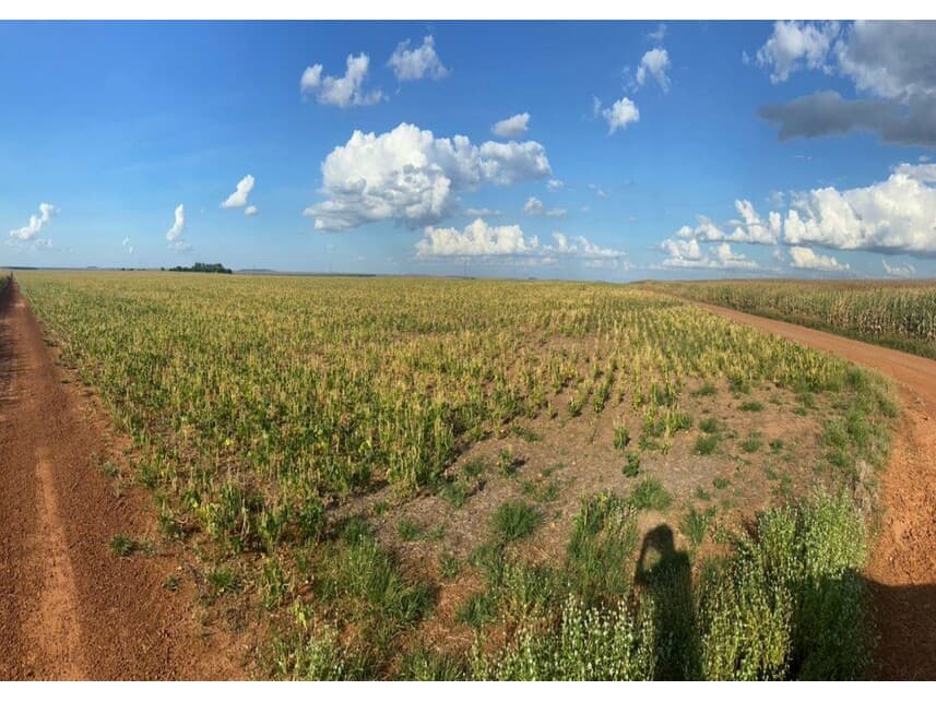 Foto 4 de 12: Area Rural em leilão em Nova Ubiratã - MT — Área Rural à venda em leilão