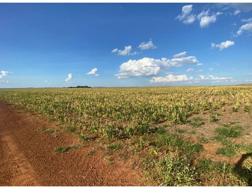 Foto 9 de 12: Area Rural em leilão em Nova Ubiratã - MT — Área Rural à venda em leilão