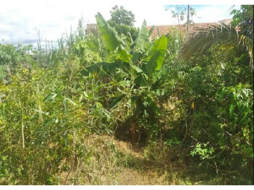 Foto 5 de 8: Terreno em leilão em Ouro Preto Do Oeste - RO — Terreno à venda em leilão