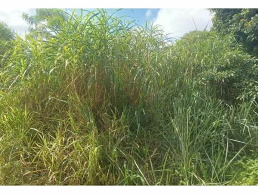 Foto 4 de 4: Terreno em leilão em Cotia - SP — Terreno à venda em leilão