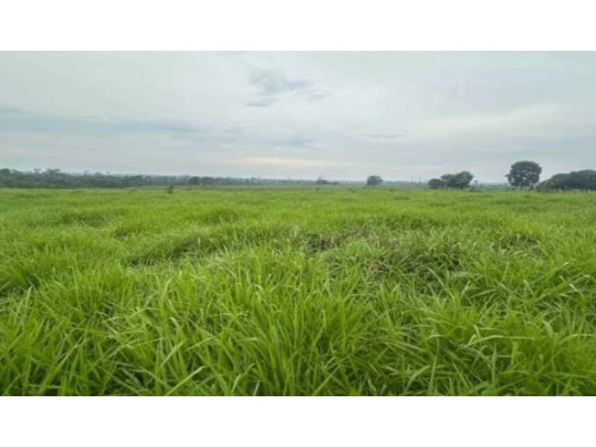 Foto 1 de 2: Area Rural em leilão em Nova Bandeirantes - MT — Área Rural à venda em leilão