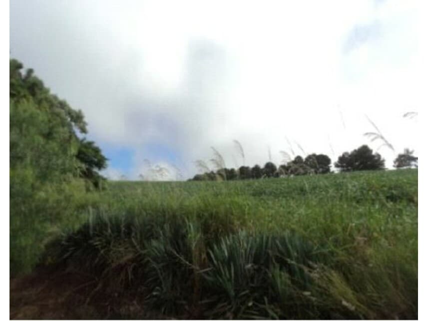 Foto 4 de 10: Area Rural em leilão em Arapongas - PR — Gleba Rural à venda em leilão