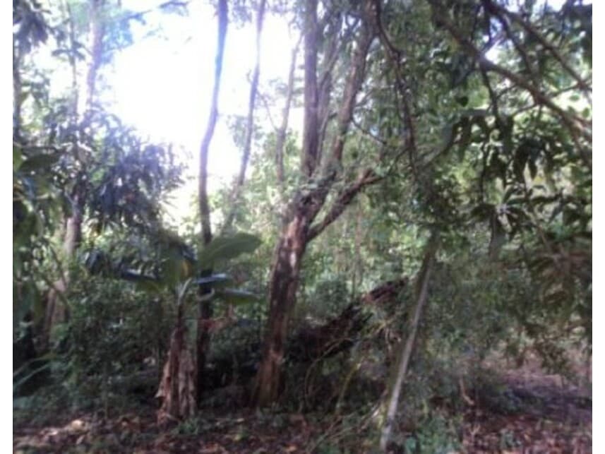 Foto 8 de 10: Area Rural em leilão em Arapongas - PR — Gleba Rural à venda em leilão