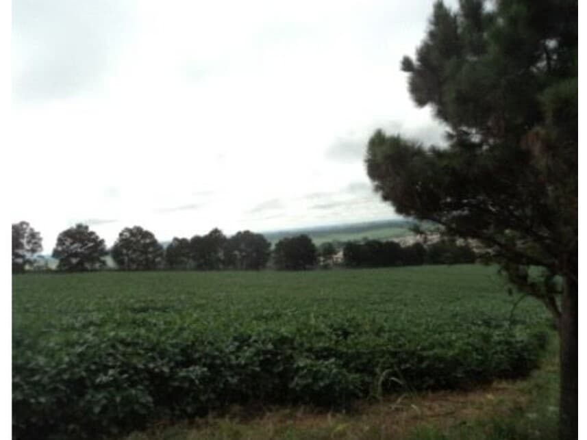 Foto 2 de 10: Area Rural em leilão em Arapongas - PR — Gleba Rural à venda em leilão