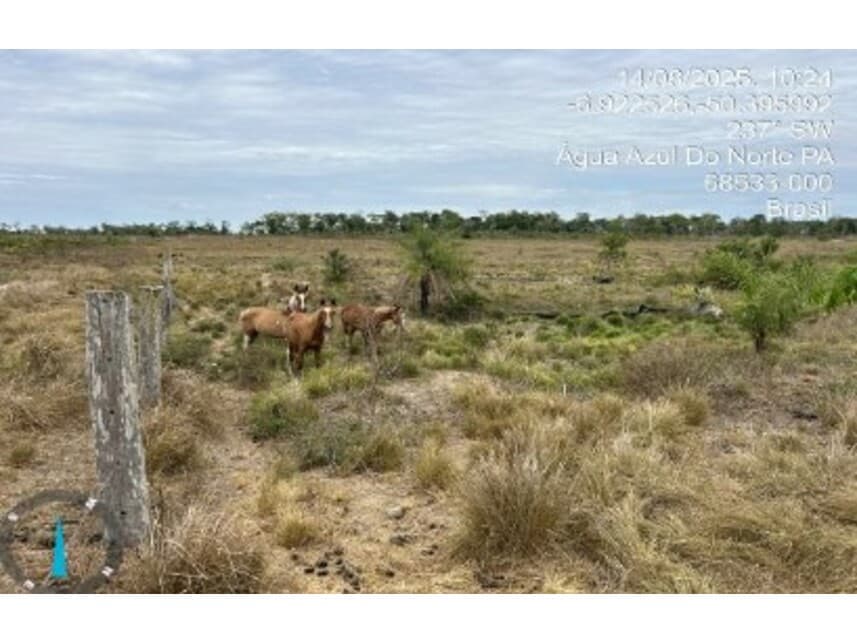 Foto 17 de 18: Area Rural em leilão em Água Azul Do Norte - PA — Fazenda à venda em leilão