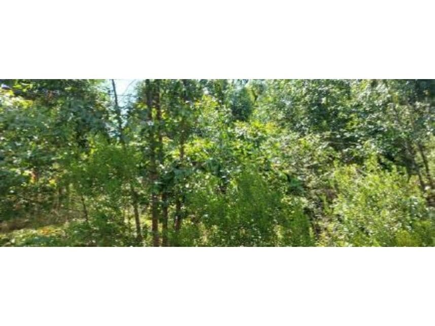 Foto 2 de 5: Area Rural em leilão em Maraú - RS — Área Rural à venda em leilão