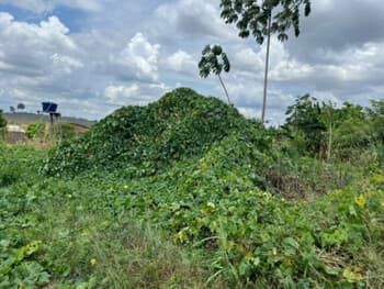 Terreno em leilão em Altamira - PA, bairro Loteamento Residencial Cidade Jardim - Etapa 2 — Leilão extrajudicial de Terreno em Altamira/PA - Ibiza