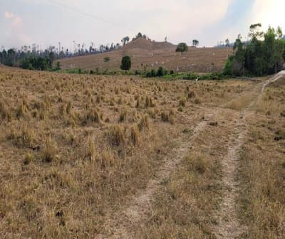 Foto 4 de 7: Area Rural em leilão em Nova Bandeirantes - MT — IMÓVEL RURAL | 202,1749 HA - FAZ. BOM SUCESSO GLEBA B | NOVA BANDEIRANTES/MT
