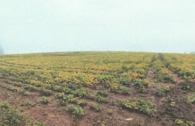 Foto 10 de 10: Area Rural em leilão em Imbuia - SC, bairro Interior — IMÓVEL RURAL COM ÁREA SUPERFICIAL DE 132.280,00M2 EM IMBUIA-SC