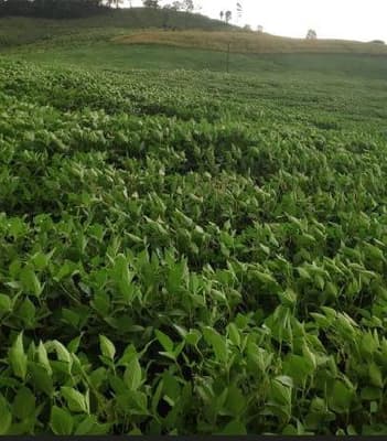 Area Rural em leilão em Anchieta - SC — IMÓVEL RURAL COM ÁREA TOTAL 72.600,00 m², EM ANCHIETA-SC