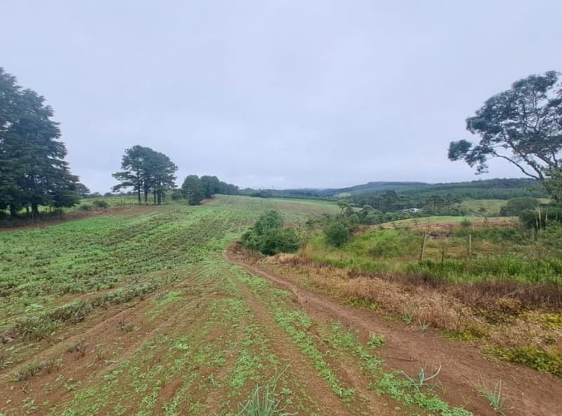 Foto 22 de 25: Area Rural em leilão em Correia Pinto - SC — IMÓVEL RURAL COM ÁREA TOTAL DE 121.000M² - CORREIA PINTO/SC
