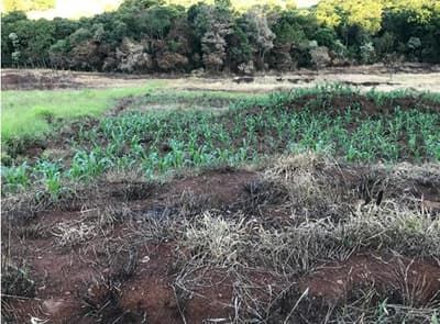 Foto 4 de 4: Terreno em leilão em Santo Antônio Do Sudoeste - PR — LOTE URBANO - JARDIM TROMBINI COM ÁREA DE 252,94M² EM SANTO ANTÔNIO DO SUDOESTE/PR