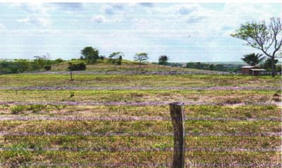 Foto 8 de 8: Area Rural em leilão em Corumbiara - RO — IMÓVEL RURAL | A.T. 27.2712 HA (VERDE SERINGAL) | CORUMBIARA/RO
