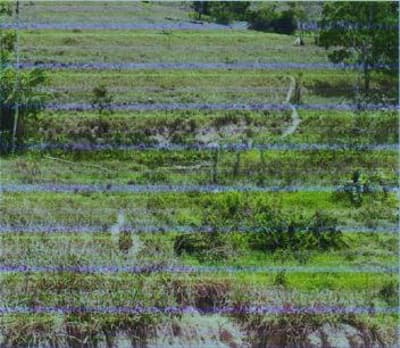 Foto 3 de 8: Area Rural em leilão em Corumbiara - RO — IMÓVEL RURAL | A.T. 27.2712 HA (VERDE SERINGAL) | CORUMBIARA/RO