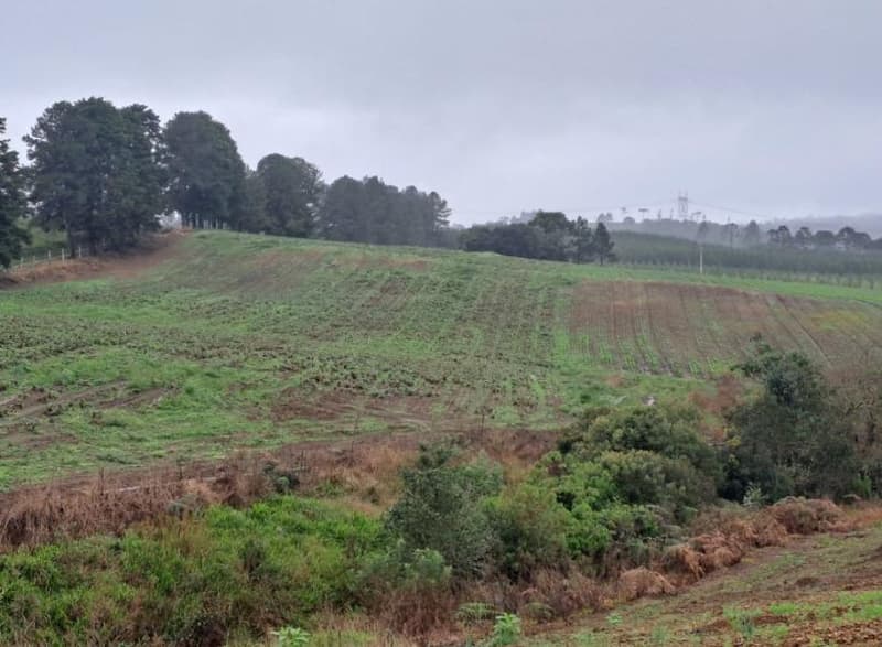 Foto 8 de 25: Area Rural em leilão em Correia Pinto - SC — IMÓVEL RURAL COM ÁREA TOTAL DE 121.000M² - CORREIA PINTO/SC