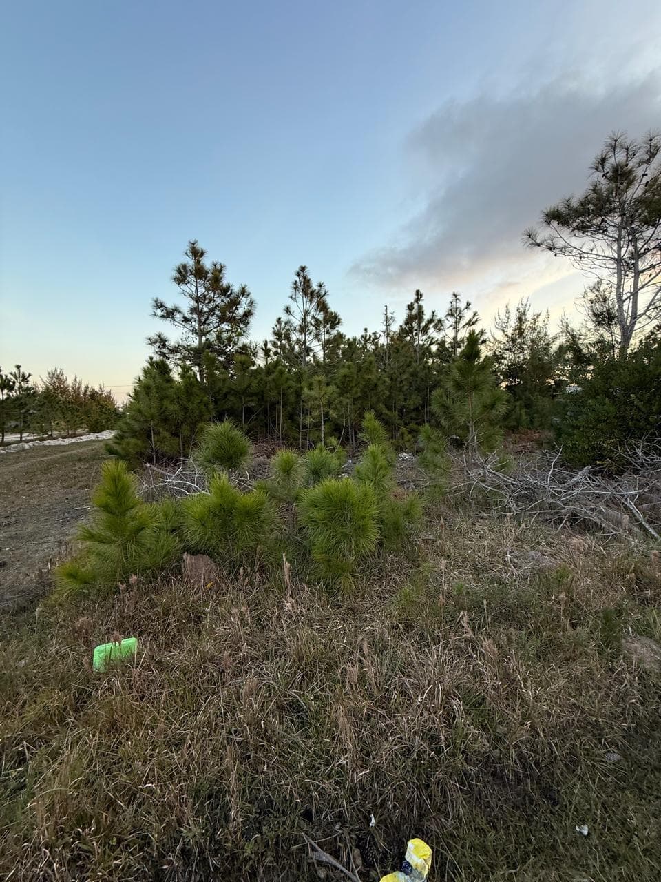 Foto 3 de 3: Terreno em leilão em Palmares Do Sul - RS — Terreno sem benfeitorias localizado na Rua Tiradentes, sem número, Balneário Quintão Frade - Palmares do Sul/RS