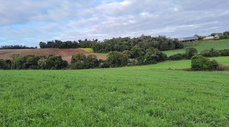 Foto 2 de 8: Area Rural em leilão em Nova Ramada - RS — IMÓVEL RURAL COM ÁREA TOTAL DE 6,0000 HECTARES EM NOVA RAMADA-RS