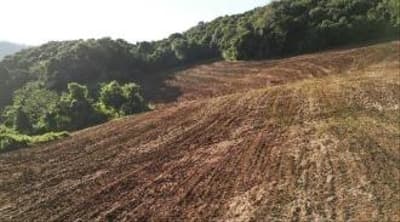 Foto 5 de 6: Area Rural em leilão em Nova Esperança Do Sudoeste - PR — IMÓVEL RURAL COM ÁREA TOTAL DE 60.500,00 m² (6,05 hectares) - NOVA ESPERANÇA DO SUDOESTE/PR