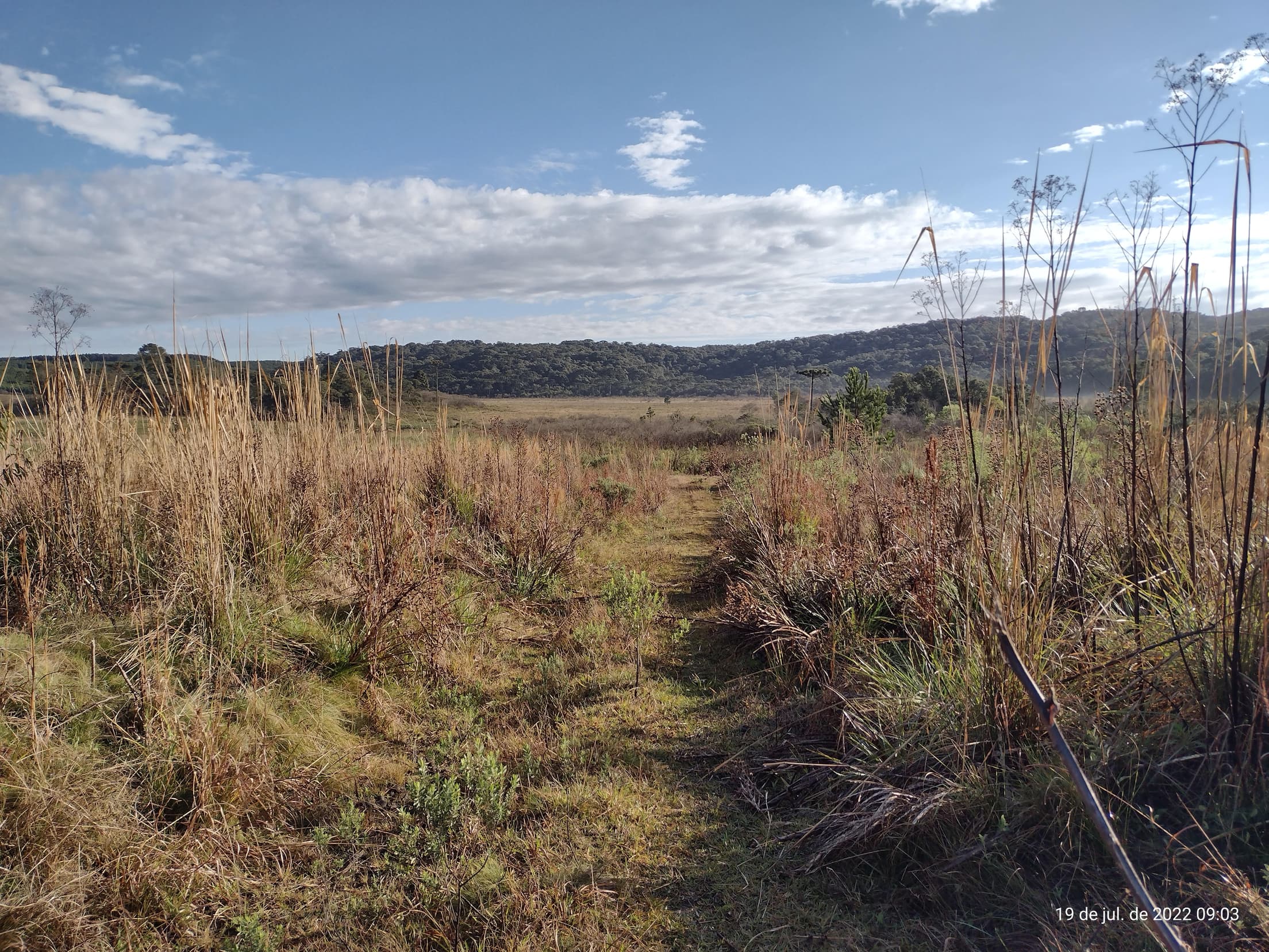 Foto 47 de 50: Terreno em leilão em Irati - PR — Terreno rural com área de 74.282,70m², Irati/PR