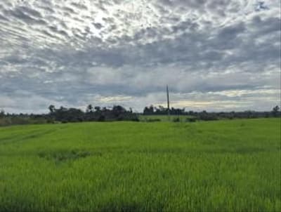 Foto 7 de 7: Area Rural em leilão em São Miguel Do Guaporé - RO — IMÓVEL RURAL PARA AGRICULTURA AT. 24,7549HA, SÍTIO ESPERANÇA EM SÃO MIGUEL DO GUAPORÉ-RO