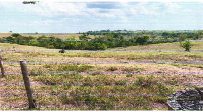 Foto 7 de 8: Area Rural em leilão em Corumbiara - RO — IMÓVEL RURAL | A.T. 27.2712 HA (VERDE SERINGAL) | CORUMBIARA/RO