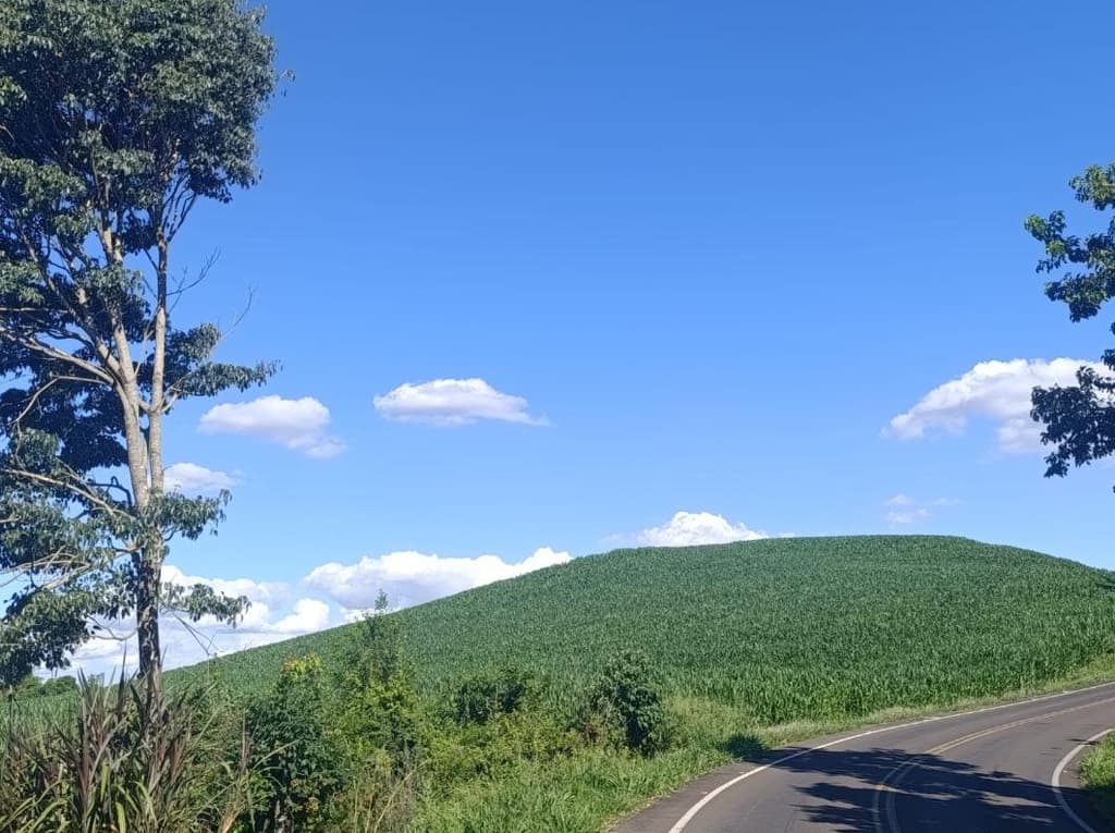 Foto 5 de 8: Area Rural em leilão em Salgado Filho - PR — IMÓVEL RURAL COM ÁREA TOTAL DE 92.407,85 m2- Em SALGADO FILHO/PR