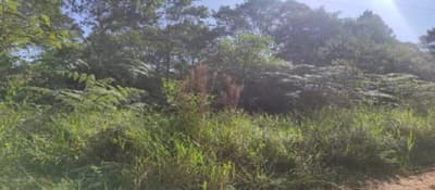 Terreno em leilão em Cotia - SP — Terreno Urbano Com A.T. 1.367,01 M² em Cotia/SP