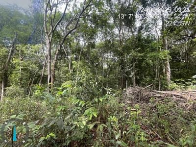 Foto 13 de 28: Area Rural em leilão em Sorriso - MT — IMÓVEL RURAL | 61,6997HA FAZ. SANTA MARIA PARCELA B | EM SORRISO/MT - DESTINAÇÃO PECUÁRIA