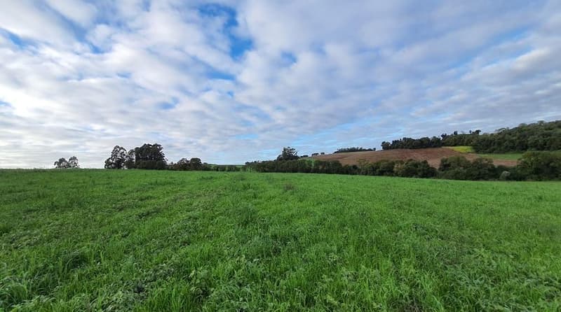 Foto 4 de 8: Area Rural em leilão em Nova Ramada - RS — IMÓVEL RURAL COM ÁREA TOTAL DE 6,0000 HECTARES EM NOVA RAMADA-RS