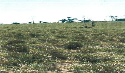 Foto 2 de 5: Area Rural em leilão em Acrelândia - AC — IMÓVEL RURAL, A.T.49.8541HA, COLÔNIA SÃO JOSÉ EM ACRELÂNDIA-AC