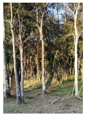 Foto 5 de 10: Terreno em leilão em Curitiba - PR, bairro Umbará — Terreno com área de 110.260,75m² localizado no bairro Umbará em Curitiba - Paraná