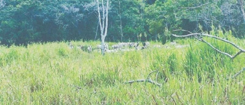 Foto 22 de 24: Area Rural em leilão em Alta Floresta D'oeste - RO — IMÓVEL RURAL | A.T 68,82 HA | ALTA FLORESTA DOESTE/RO