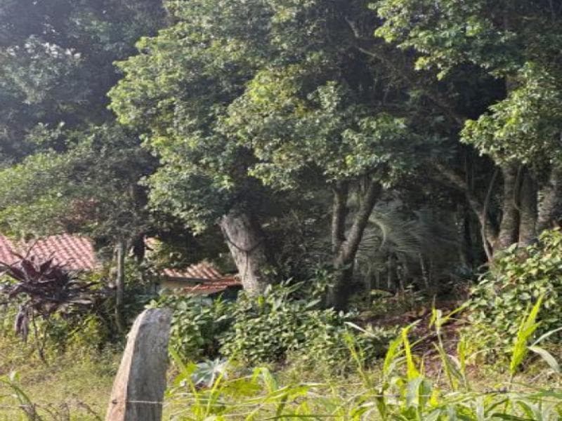 Foto 5 de 12: Area Rural em leilão em Igrejinha - RS, bairro Morro Mico — Chacara_Sitio, 3.3 ha, Igrejinha / RS