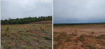 Foto 8 de 8: Area Rural em leilão em São Valério - TO — IMÓVEL RURAL | A.T. 1.210,00063 HA | FAZENDA LISBOA | SÃO VALÉRIO/TO
