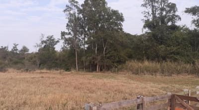 Foto 7 de 7: Area Rural em leilão em Nova Esperança - PR — IMÓVEL RURAL COM ÁREA TOTAL DE 30.548,00 m2 EM NOVA ESPERANÇA-PR