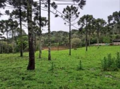 Foto 9 de 24: Area Rural em leilão em Correia Pinto - SC — IMÓVEL RURAL COM ÁREA TOTAL DE 122.223m² - CORREIA PINTO/SC