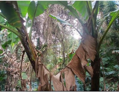 Foto 5 de 5: Terreno em leilão em Cotia - SP — Lote, Ocupado, 2543.4 m2, COTIA / SP