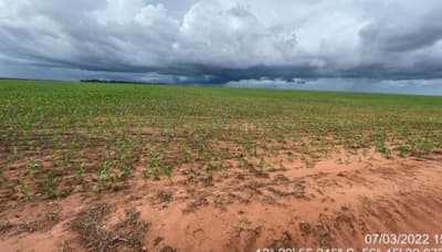 Foto 5 de 8: Area Rural em leilão em Tapurah - MT — Fazenda, Ocupado, TAPURAH / MT