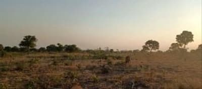 Foto 6 de 8: Area Rural em leilão em Dois Irmãos Do Tocantins - TO — IMÓVEL RURAL | 144,57,04HA | FAZ. PIONEIRA I EM DOIS IRMÃO DO TOCANTINS/TO - EXPLORAÇÃO DE AGROPECUÁRIA