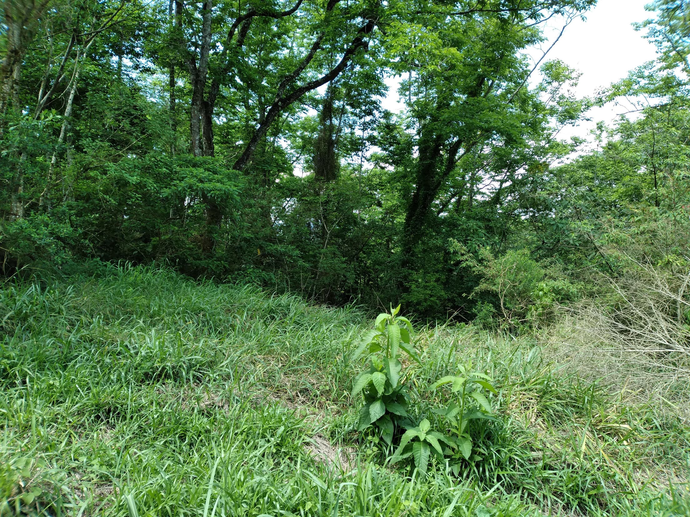 Foto 4 de 14: Terreno em leilão em Pinhão - PR — Terreno Rural 279.900m² Desocupado em Pinhão/PR