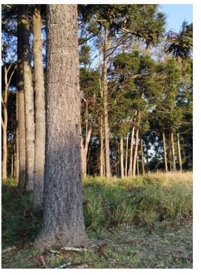 Foto 3 de 10: Terreno em leilão em Curitiba - PR, bairro Umbará — Terreno com área de 110.260,75m² localizado no bairro Umbará em Curitiba - Paraná