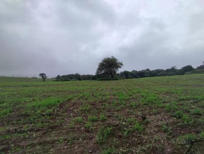 Foto 3 de 3: Terreno em leilão em São Pedro - SP, bairro Interior — TERRENO RURAL - SITIO PALMEIRINHA COM ÁREA TOTAL DE 6,09Ha - SÃO PEDRO/SP