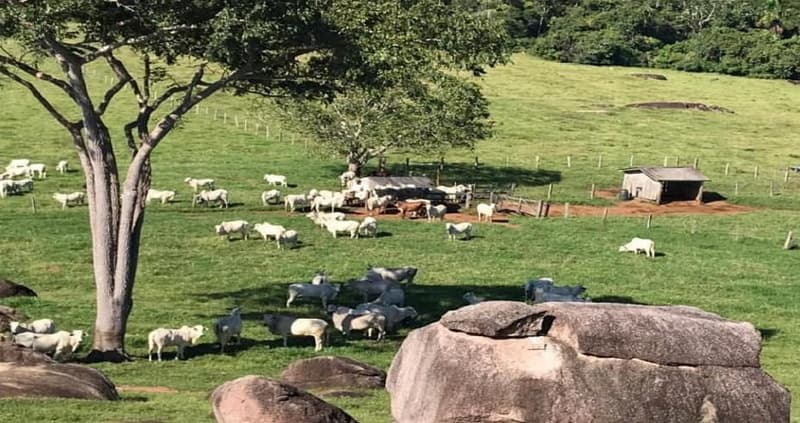 Area Rural em leilão em Apiacás - MT — IMÓVEL RURAL | 24,9847 HA | GLEBA IGARAPÉ DO BRUNO | APIÁCAS/MT