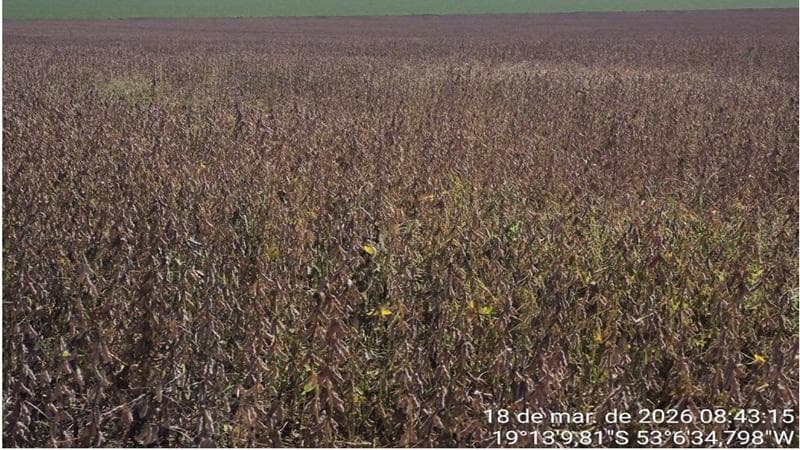Foto 23 de 30: Area Rural em leilão em Paraíso Das Águas - MS — IMÓVEL RURAL | 400 HA (FRAÇÃO IDEAL) - FAZ. LOTE BAÚS PERDIDO I SECÇÃO B | PLANTIO PARA SOJA E MILHO | PARAÍSO DAS ÁGUAS/MS