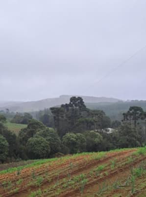 Foto 20 de 25: Area Rural em leilão em Correia Pinto - SC — IMÓVEL RURAL COM ÁREA TOTAL DE 121.000M² - CORREIA PINTO/SC