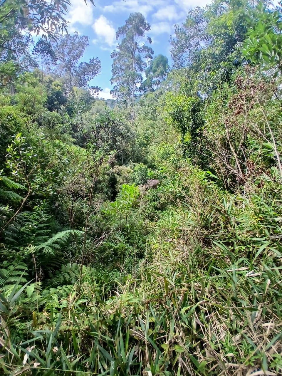 Foto 11 de 18: Area Rural em leilão em Anitápolis - SC — IMÓVEL RURAL COM ÁREA TOTAL DE 30.704,71m². EM ANITÁPOLIS-SC