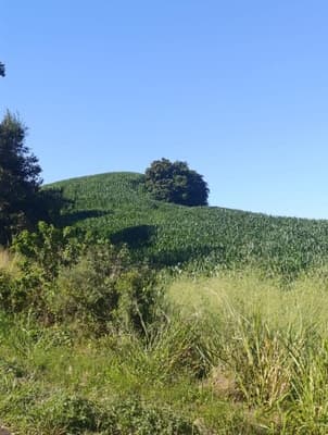 Foto 2 de 8: Area Rural em leilão em Salgado Filho - PR — IMÓVEL RURAL COM ÁREA TOTAL DE 92.407,85 m2- Em SALGADO FILHO/PR