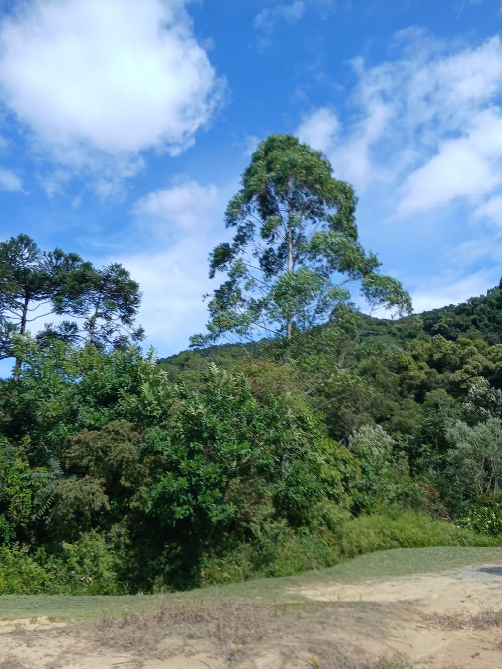 Foto 3 de 11: Area Rural em leilão em Anitápolis - SC, bairro Vila Nas Montanhas — IMÓVEL RURAL COM ÁREA TOTAL DE 20.000,00 M2 EM ANITÁPOLIS-SC